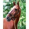 Black Oak Willow Halter 1 Black Oak Willow Halter -Equestrian Product Store BlackOakWillowHalter