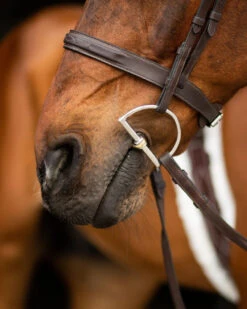 ProSeries Derby Bit - D Ring -Equestrian Product Store EHI TIEC finals 39 b0176d3d 0911 4b9f 99ec 0b05091003d1 jpg