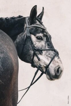 Schockemohle Rio Select Anatomical Bridle -Equestrian Product Store scho2